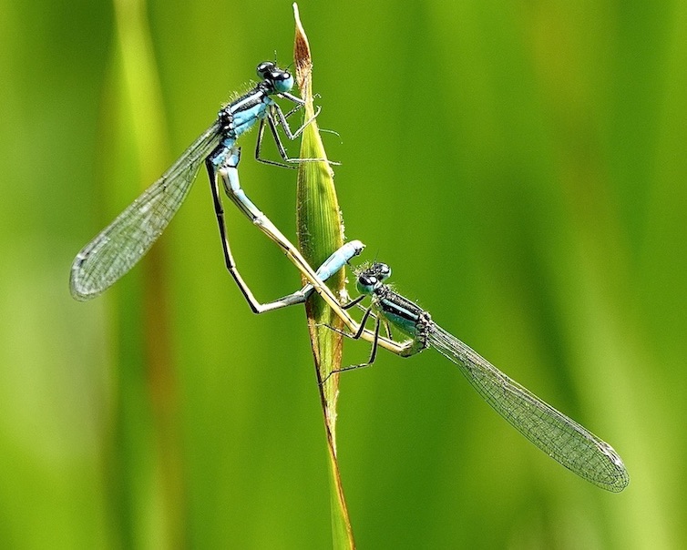 blue-tailed